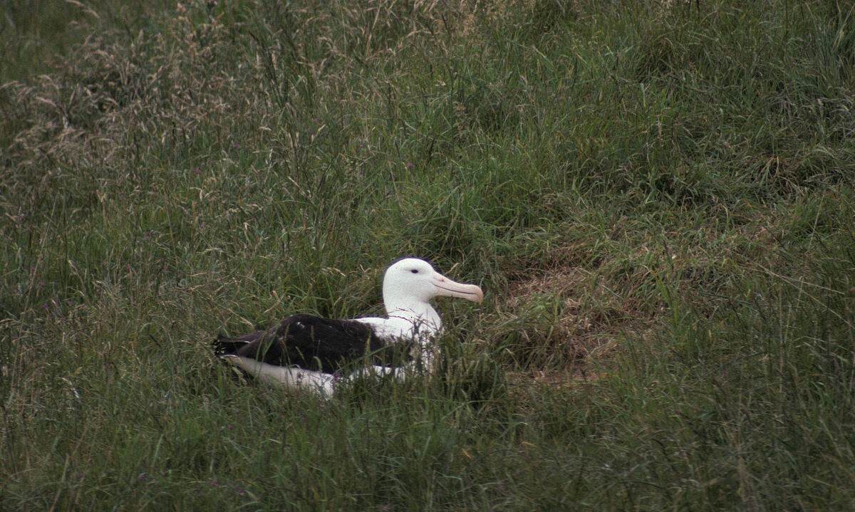 Northern Royal Albatross - ML646102038