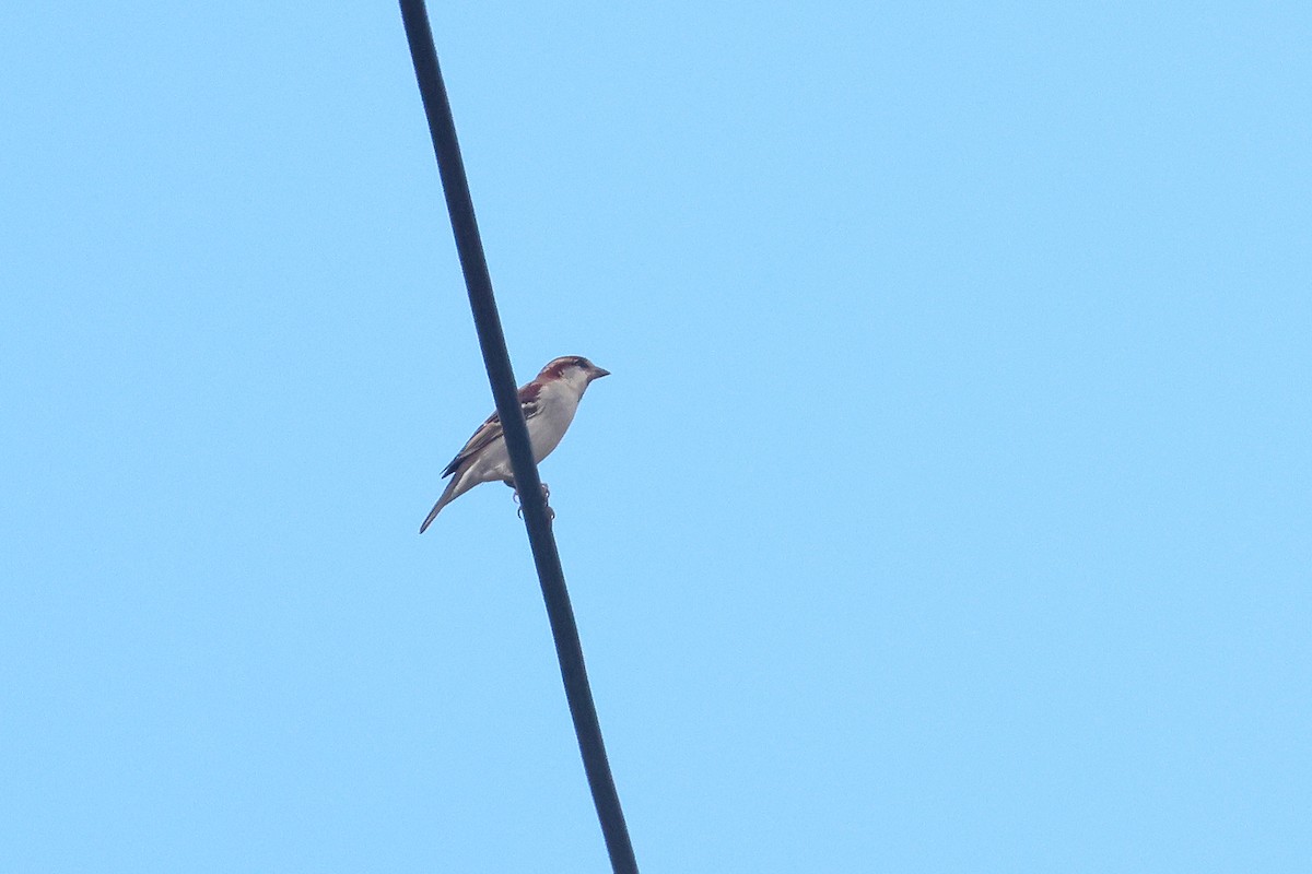 Russet Sparrow - ML646102040