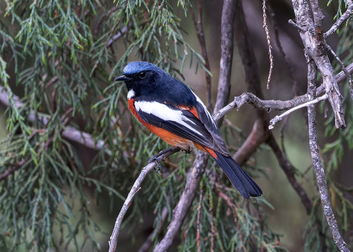 White-throated Redstart - ML646102041