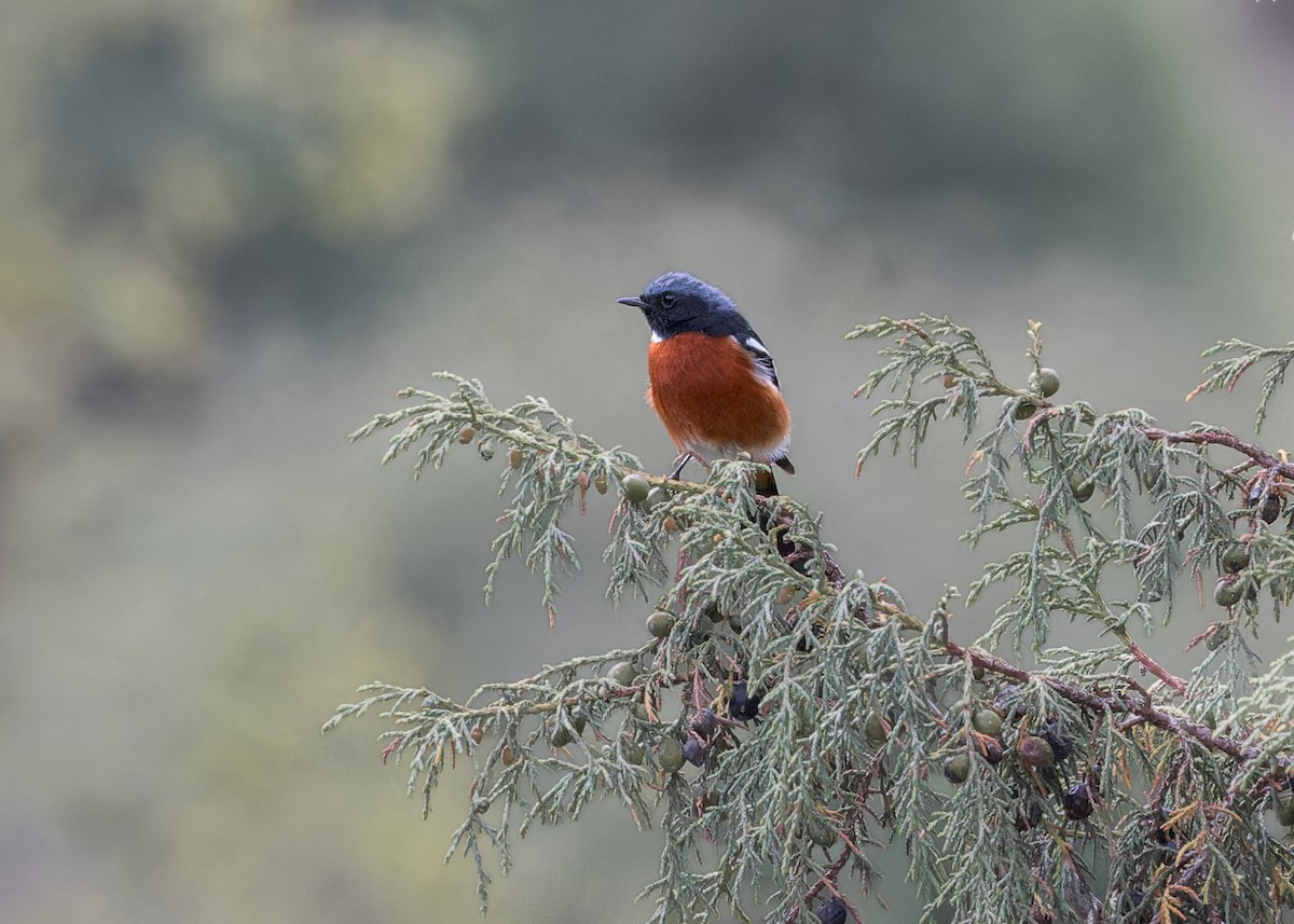 White-throated Redstart - ML646102042