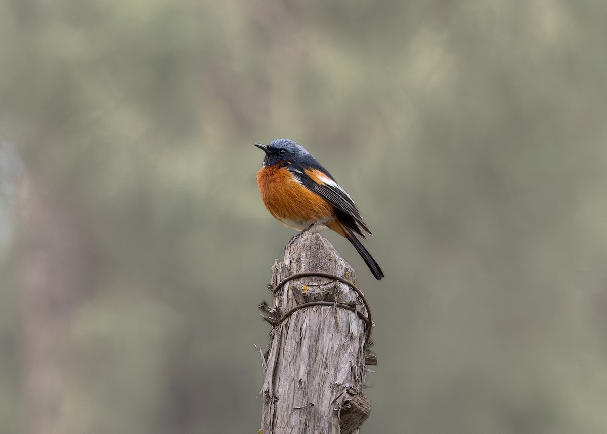 White-throated Redstart - ML646102043