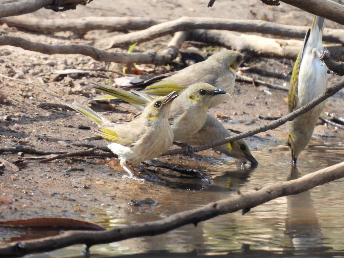 Fuscous Honeyeater - ML646102049