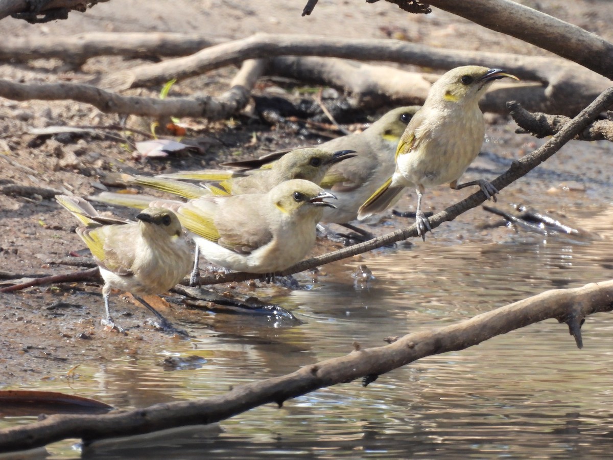 Fuscous Honeyeater - ML646102050