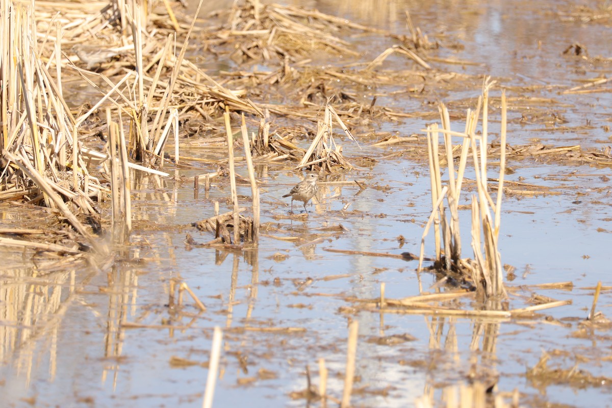 Water Pipit (Blakiston's) - ML646102051