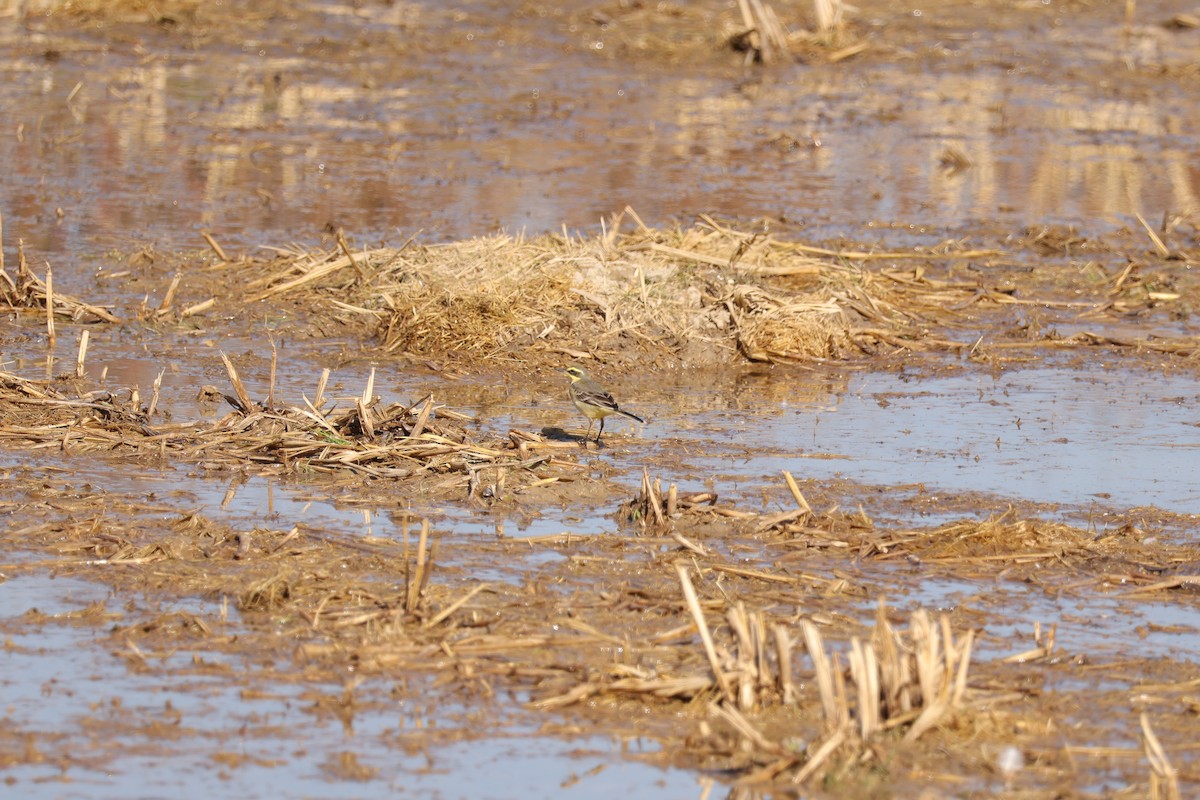 Eastern Yellow Wagtail (Green-headed) - ML646102052