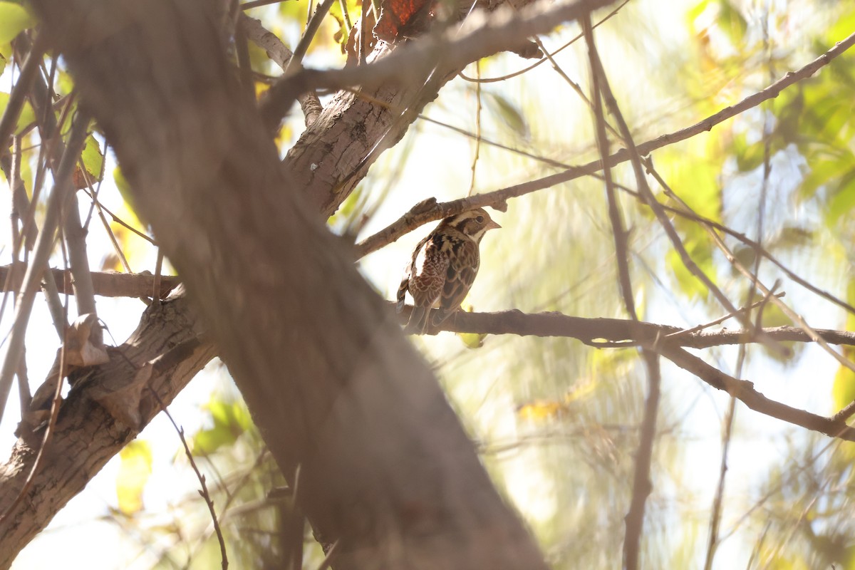 Rustic Bunting - ML646102067