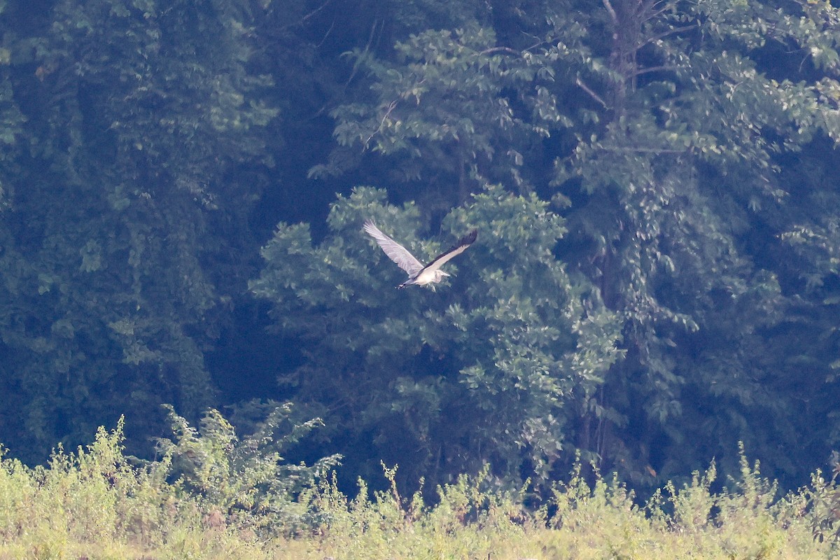 White-bellied Heron - ML646102068