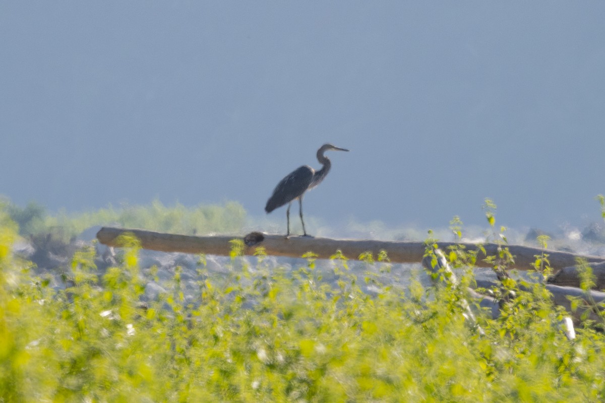 White-bellied Heron - ML646102069