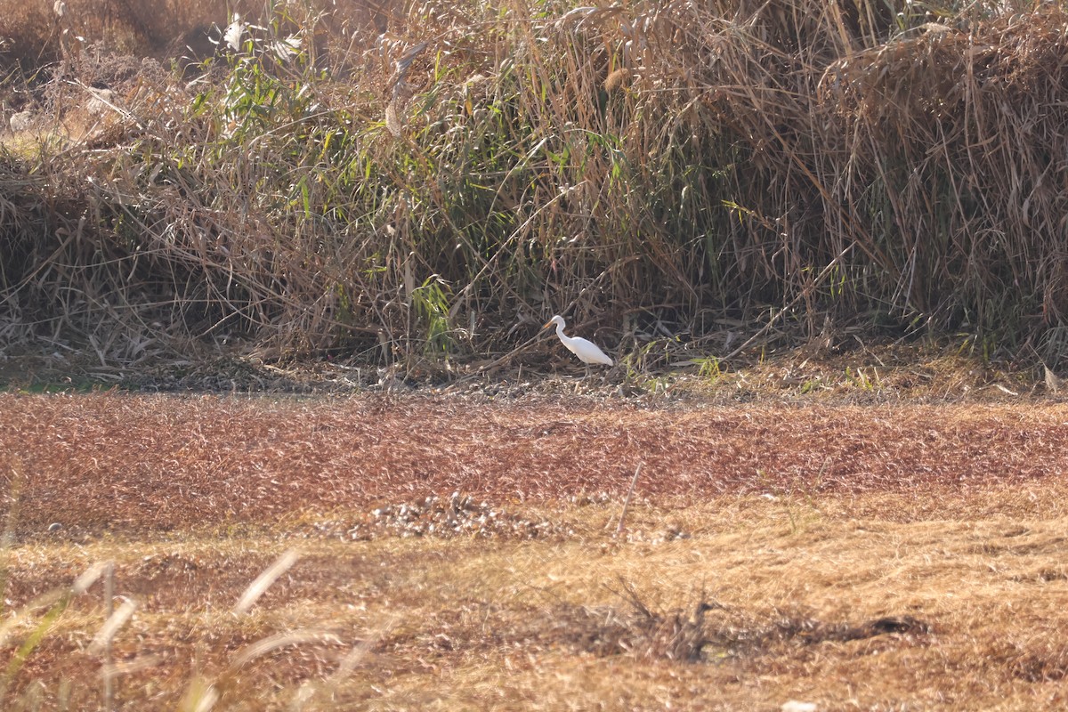 Medium Egret - ML646102070