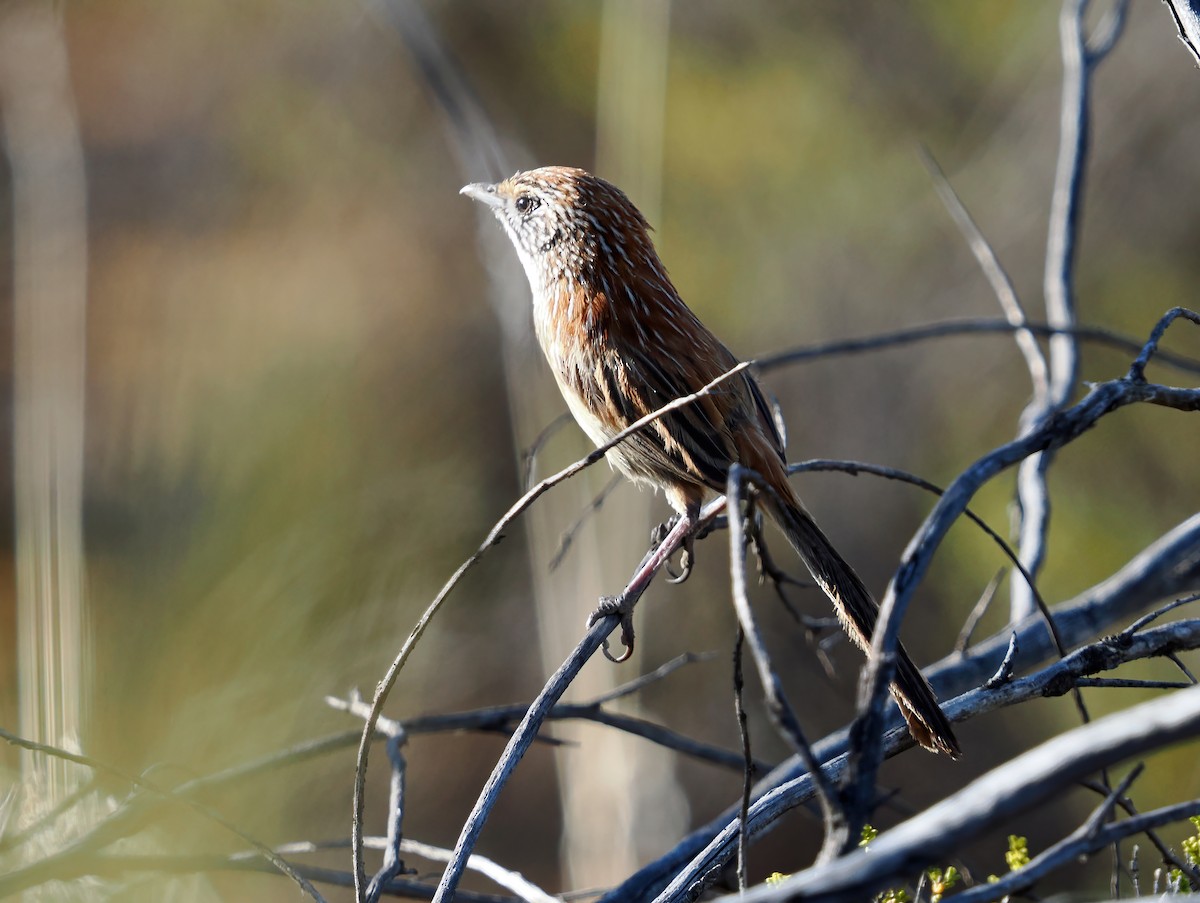 Sandhill Grasswren - ML646102071