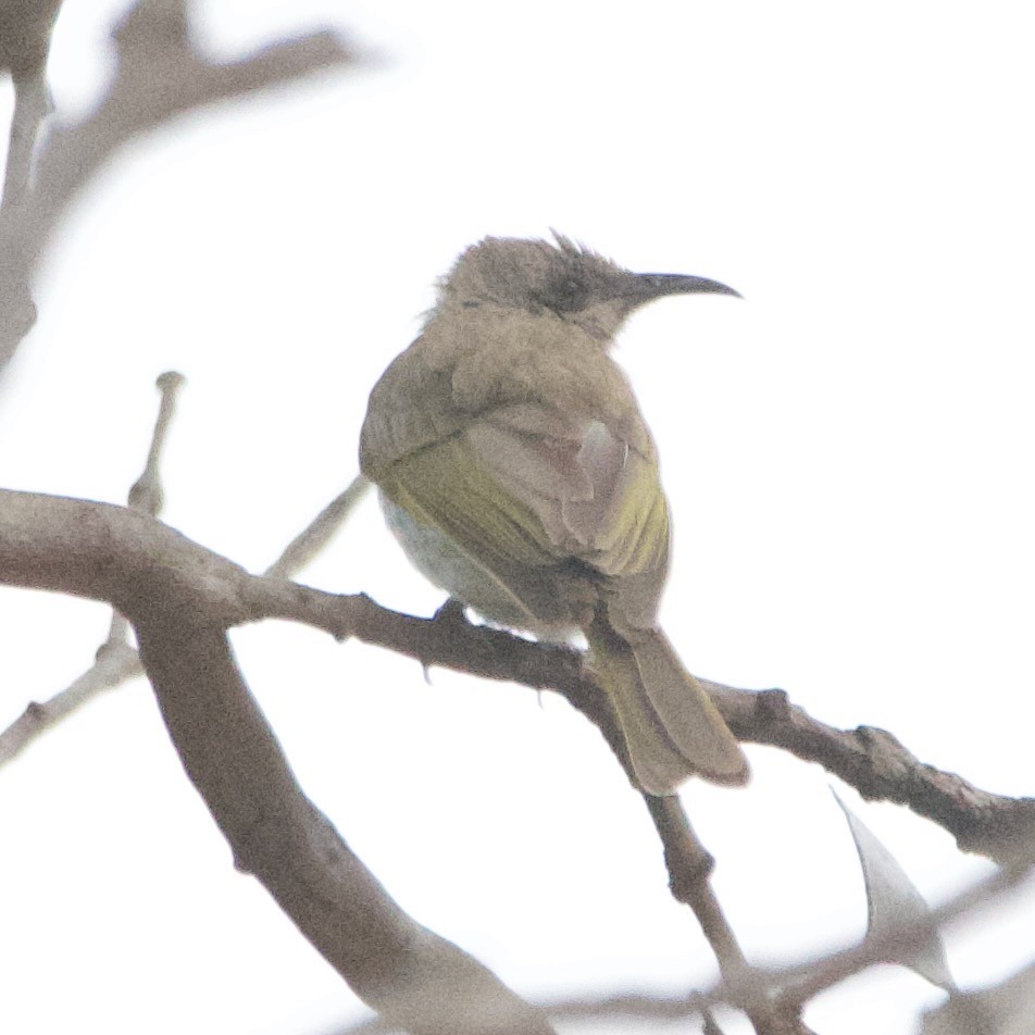 Brown Honeyeater - ML646102072