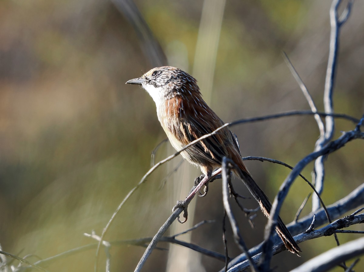 Sandhill Grasswren - ML646102073