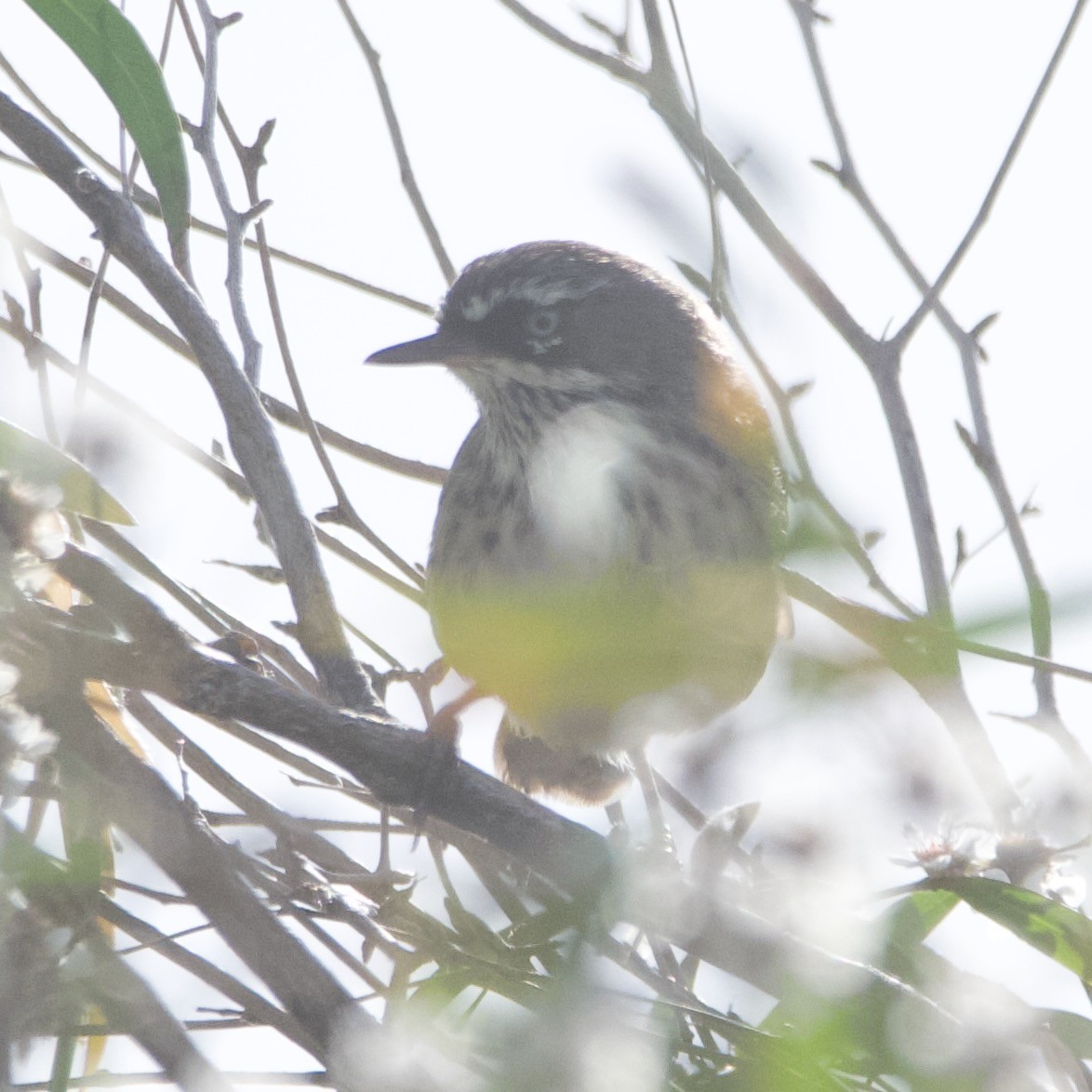 Spotted Scrubwren - ML646102074