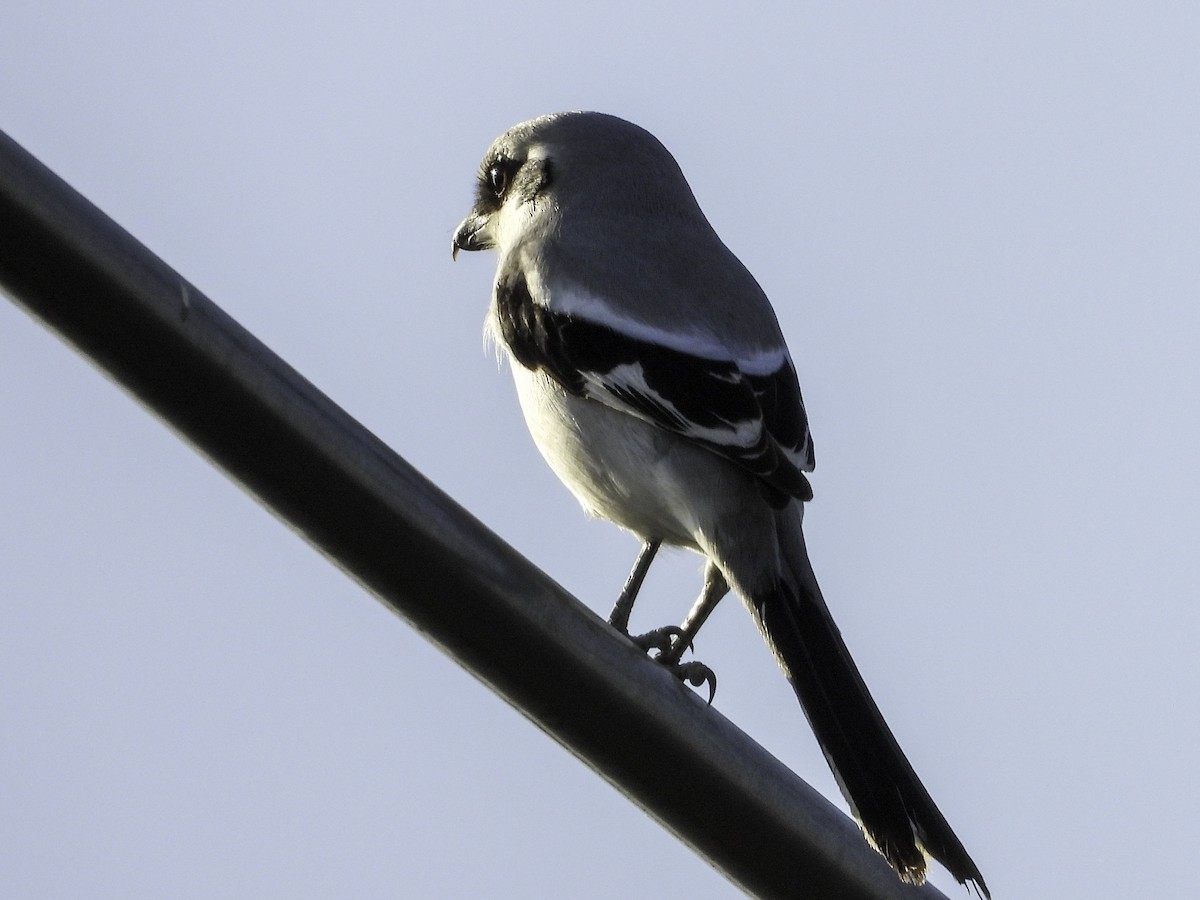 Chinese Gray Shrike - ML646102076