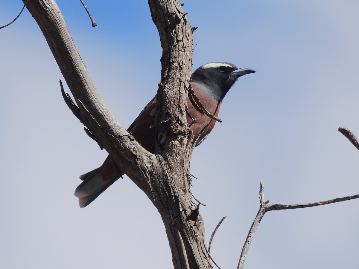 White-browed Woodswallow - ML646102078