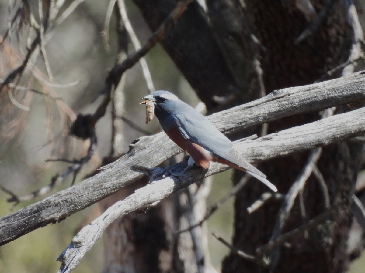 White-browed Woodswallow - ML646102079