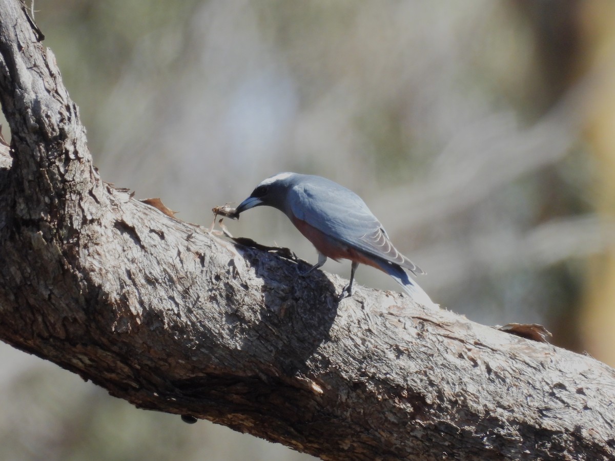 White-browed Woodswallow - ML646102080