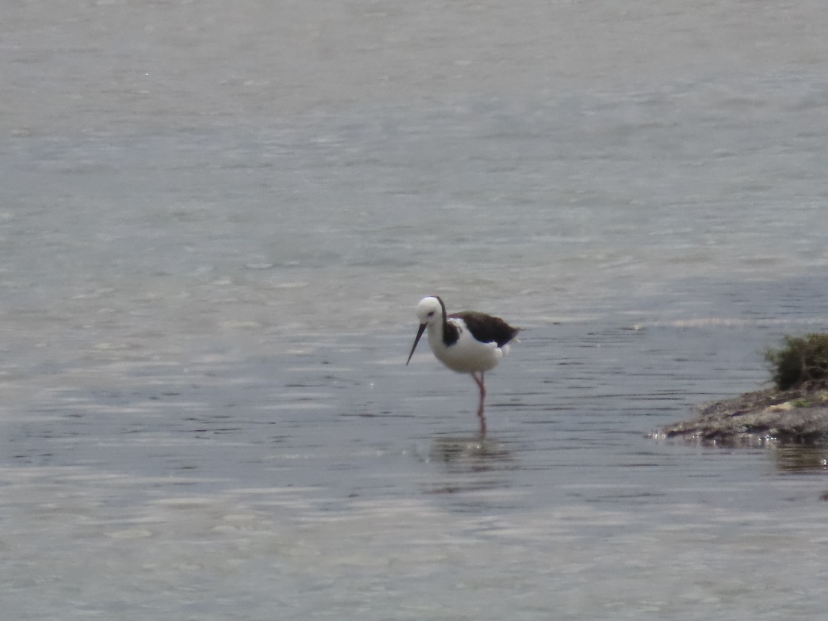 Zankaluze pintoa - ML646102081