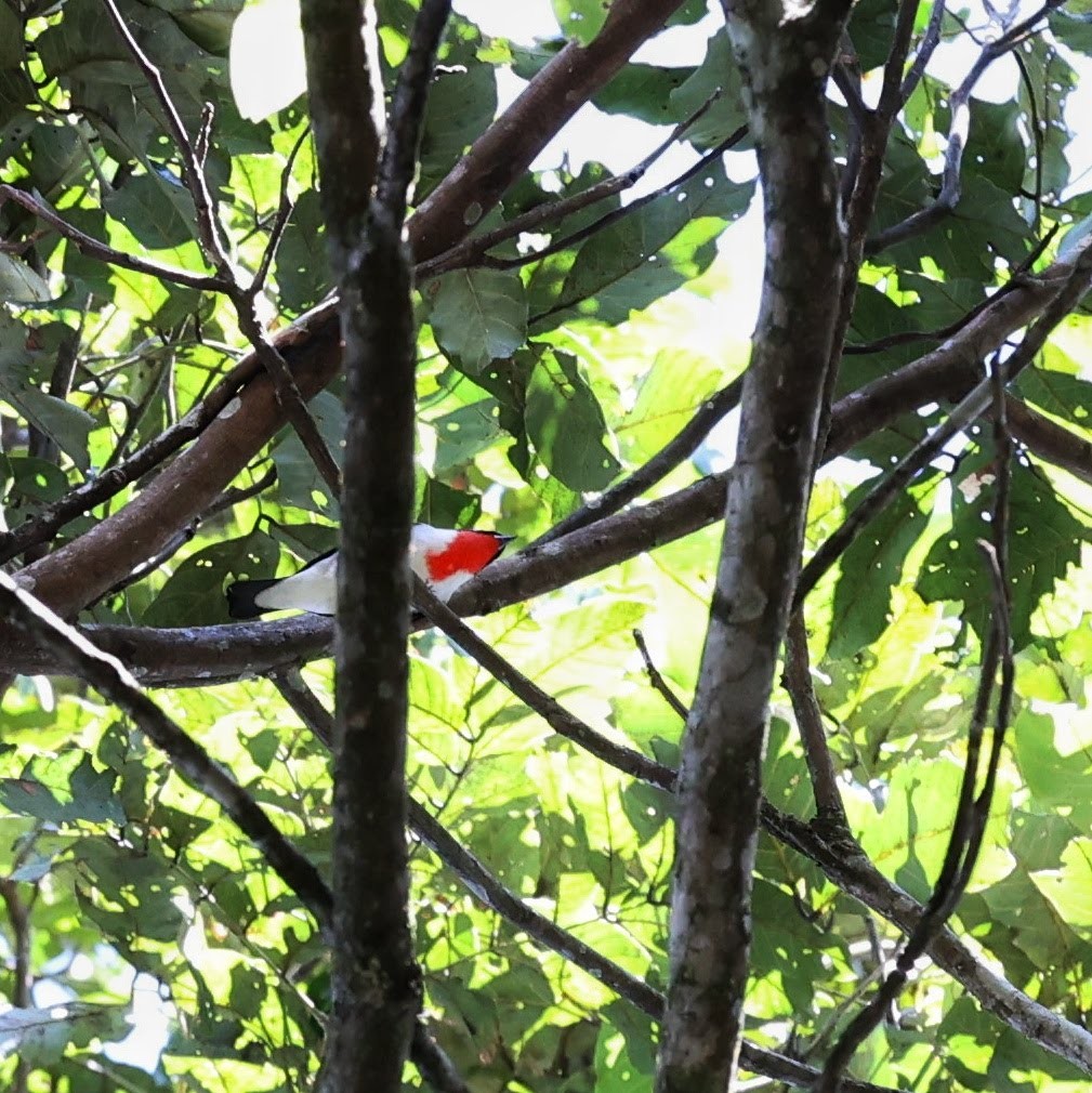 Cherry-throated Tanager - ML646102082