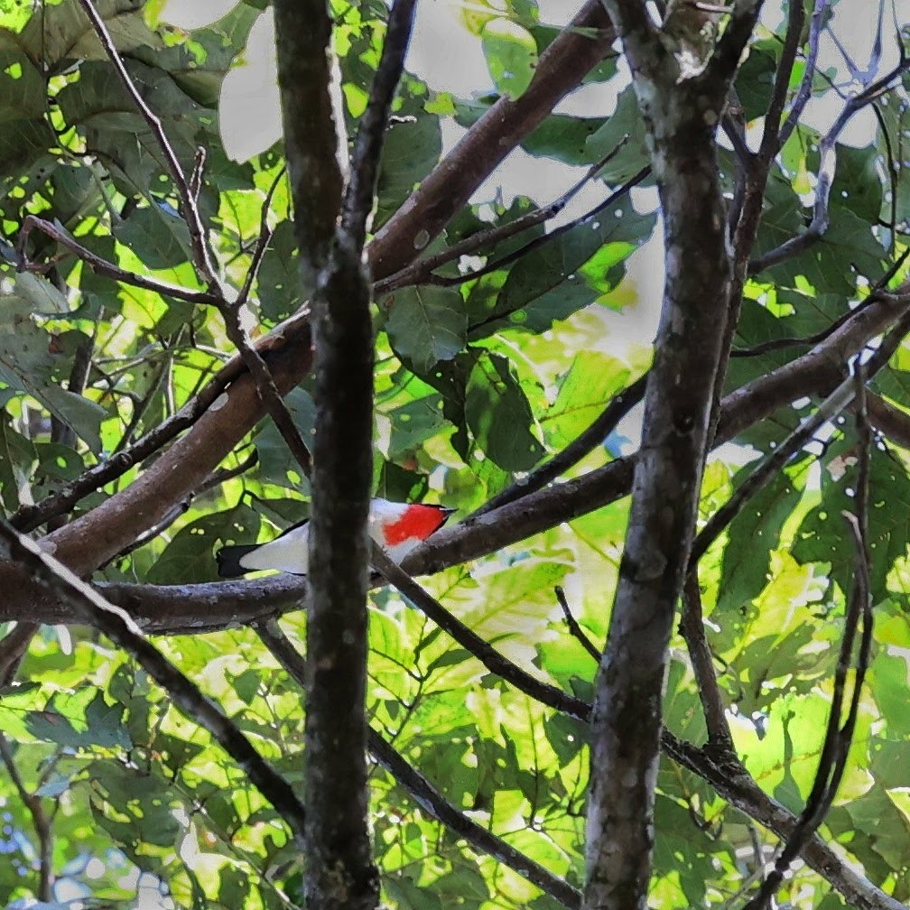 Cherry-throated Tanager - ML646102083