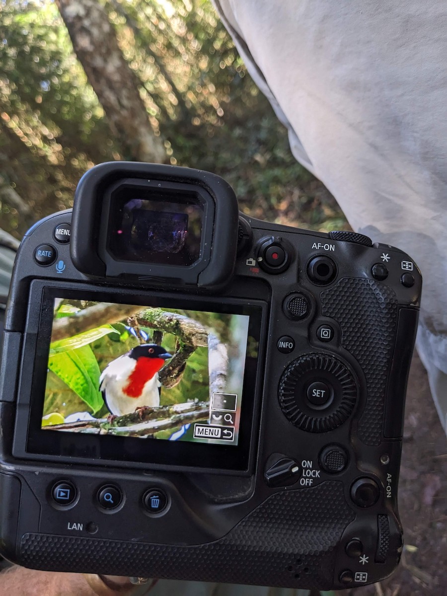 Cherry-throated Tanager - ML646102084