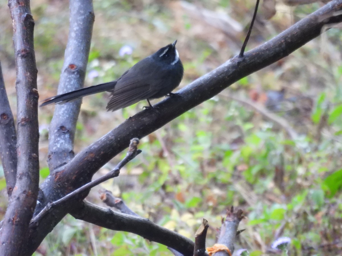 White-throated Fantail - ML646102085