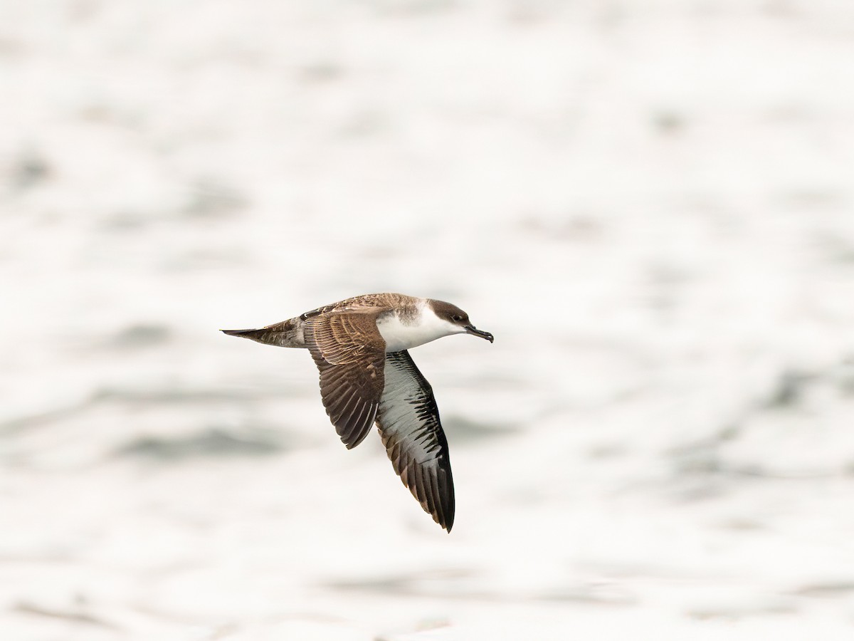 Gabai handia - ML646102086