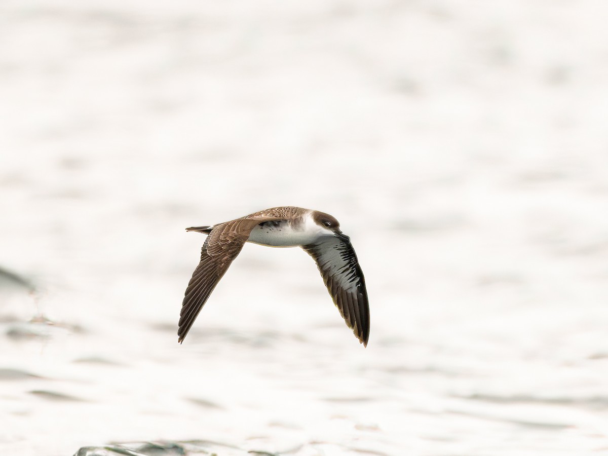 Gabai handia - ML646102087