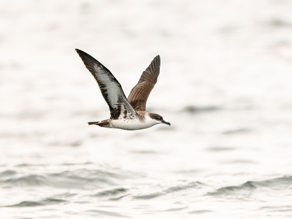 Gabai handia - ML646102088