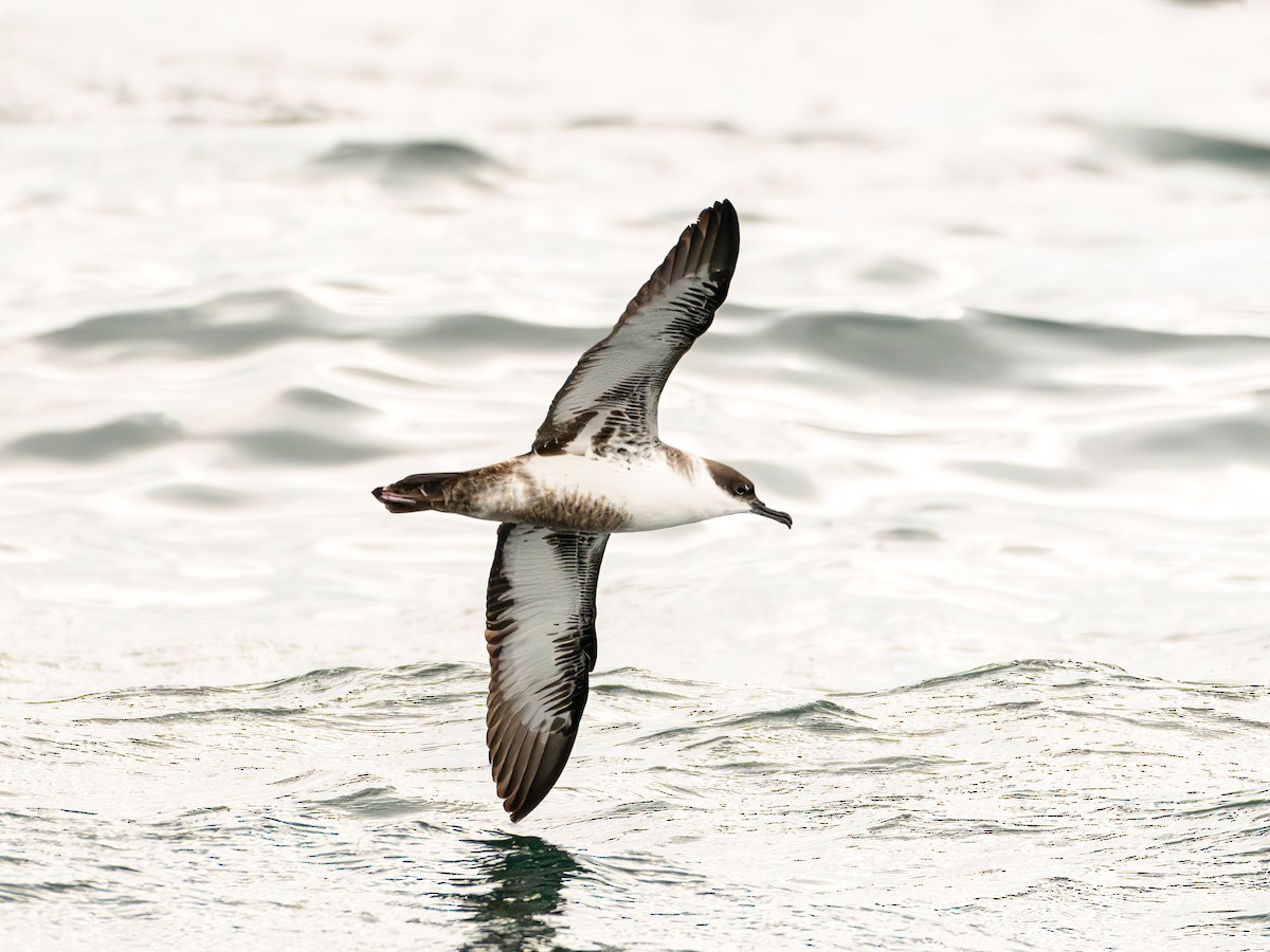 Gabai handia - ML646102089