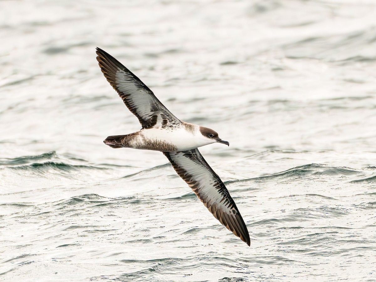 Gabai handia - ML646102090