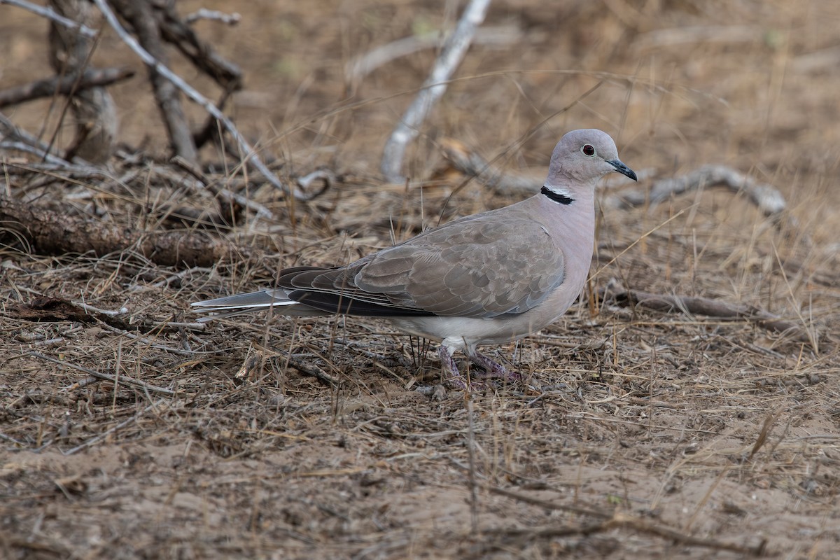 Usapal afrikarra - ML646102091