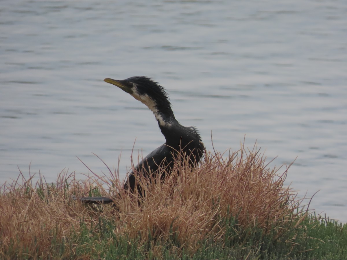 Little Pied Cormorant - ML646102092