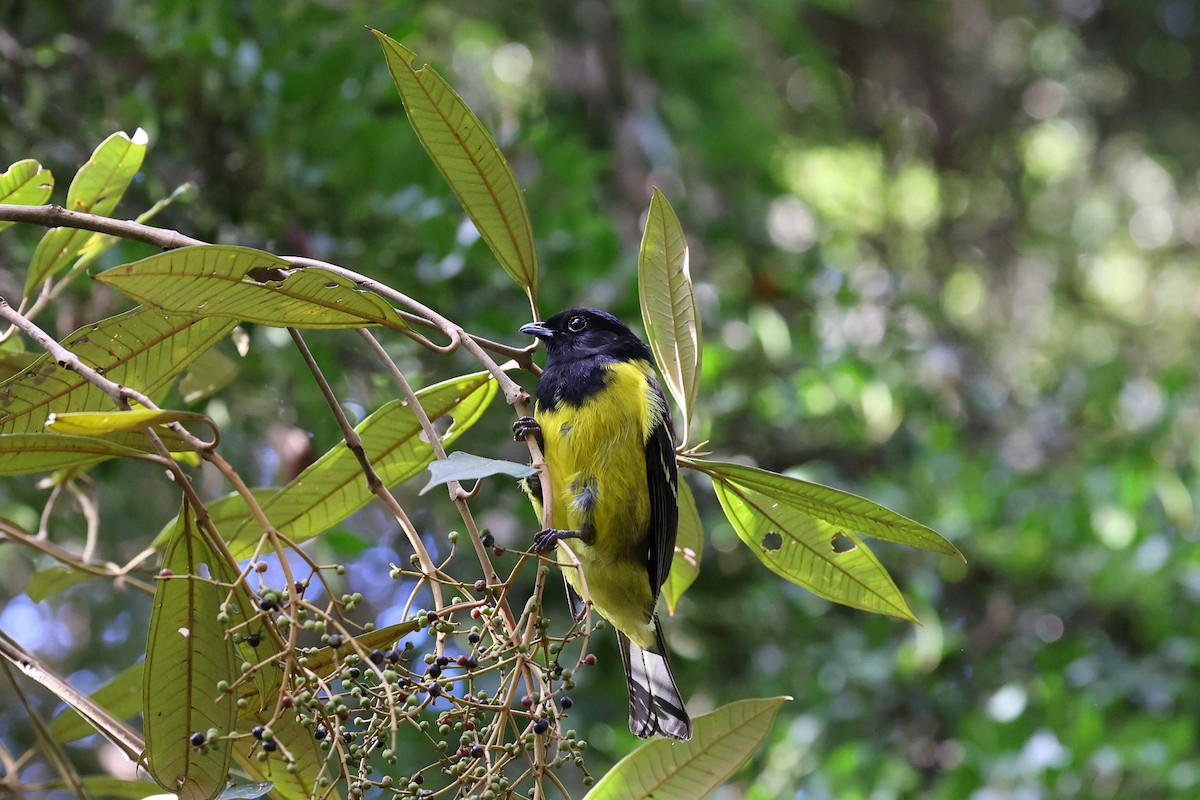 Hooded Berryeater - ML646102093