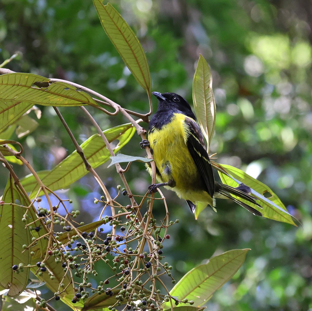 Hooded Berryeater - ML646102094