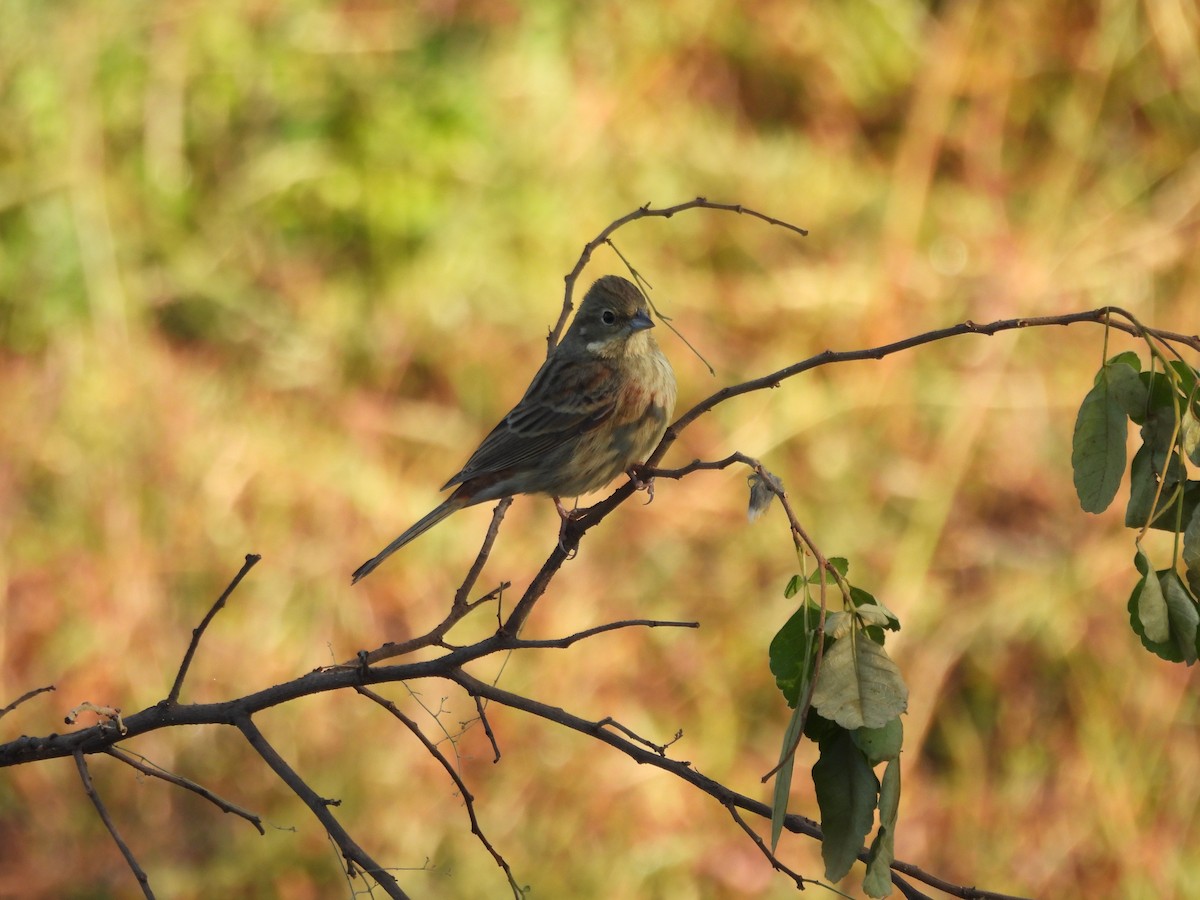 Silberkopfammer - ML646102097