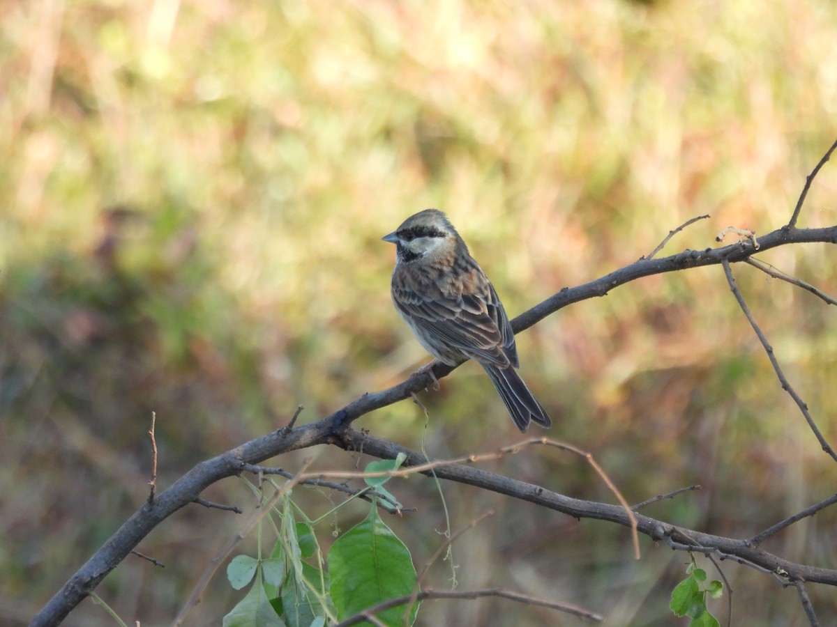 Berdantza lepazuria - ML646102098