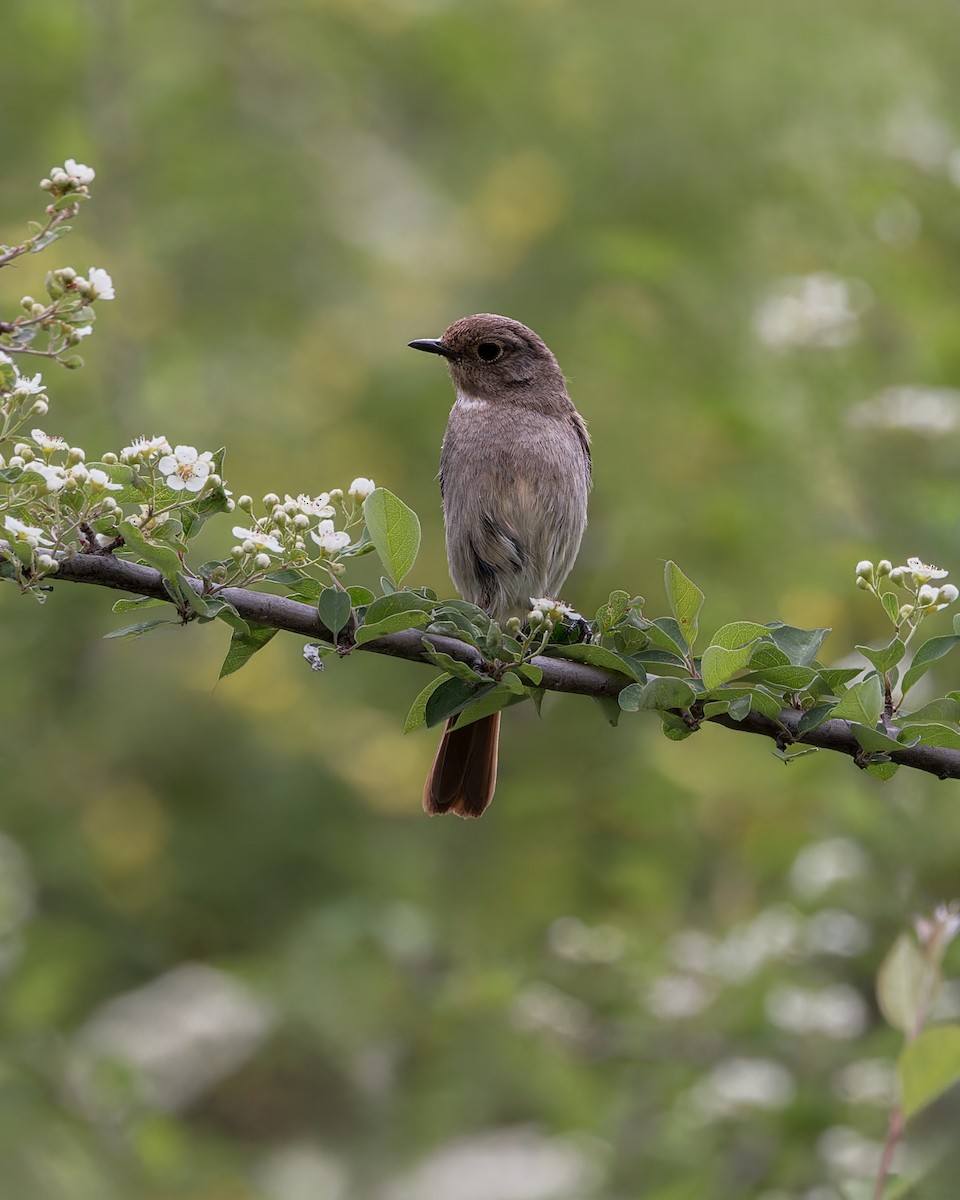 Slaty-backed Flycatcher - ML646102099