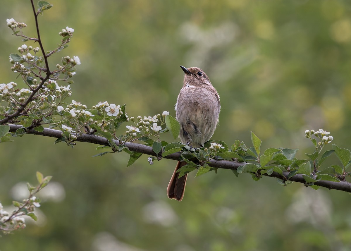 Slaty-backed Flycatcher - ML646102100