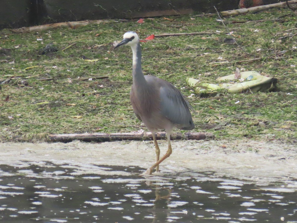 White-faced Heron - ML646102101