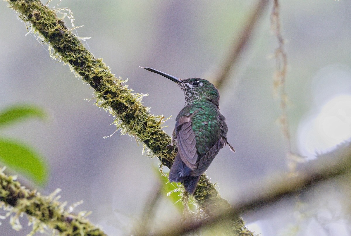 Green-crowned Brilliant - ML646102102