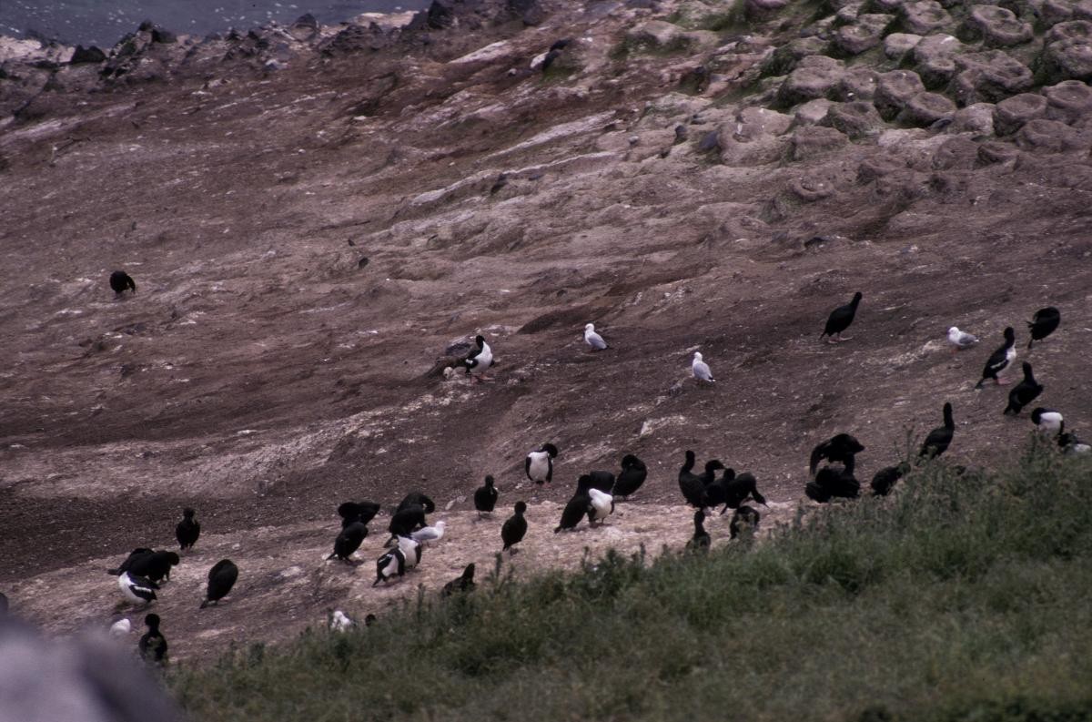 Stewart Island Shag - ML646102104