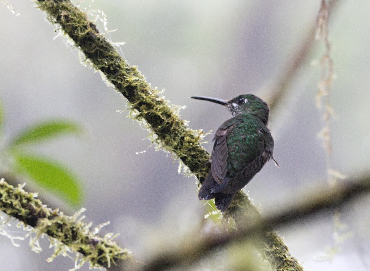 Grünstirn-Brillantkolibri - ML646102106