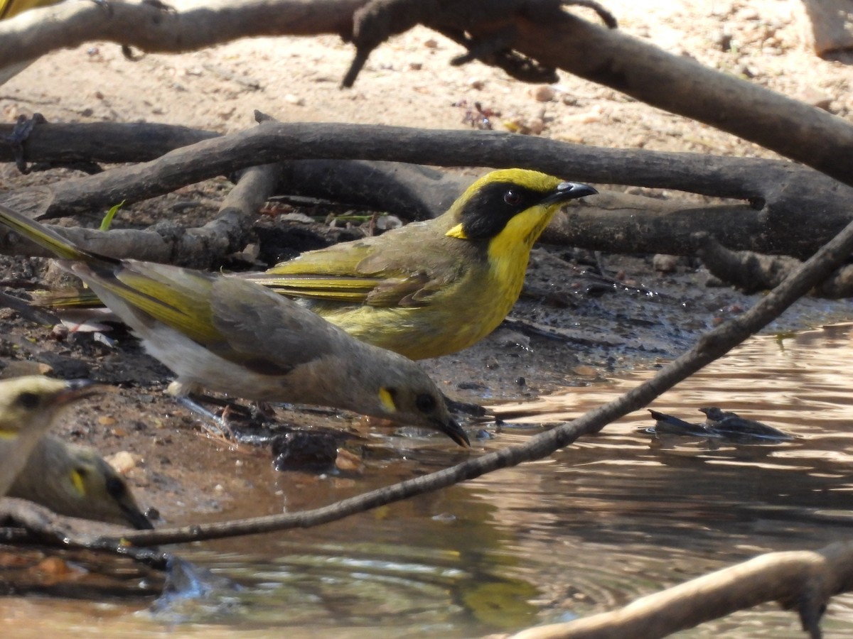 Gelbstirn-Honigfresser (melanops/meltoni) - ML646102108