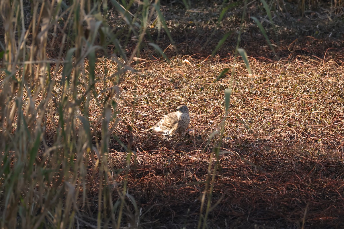 Habicht - ML646102109