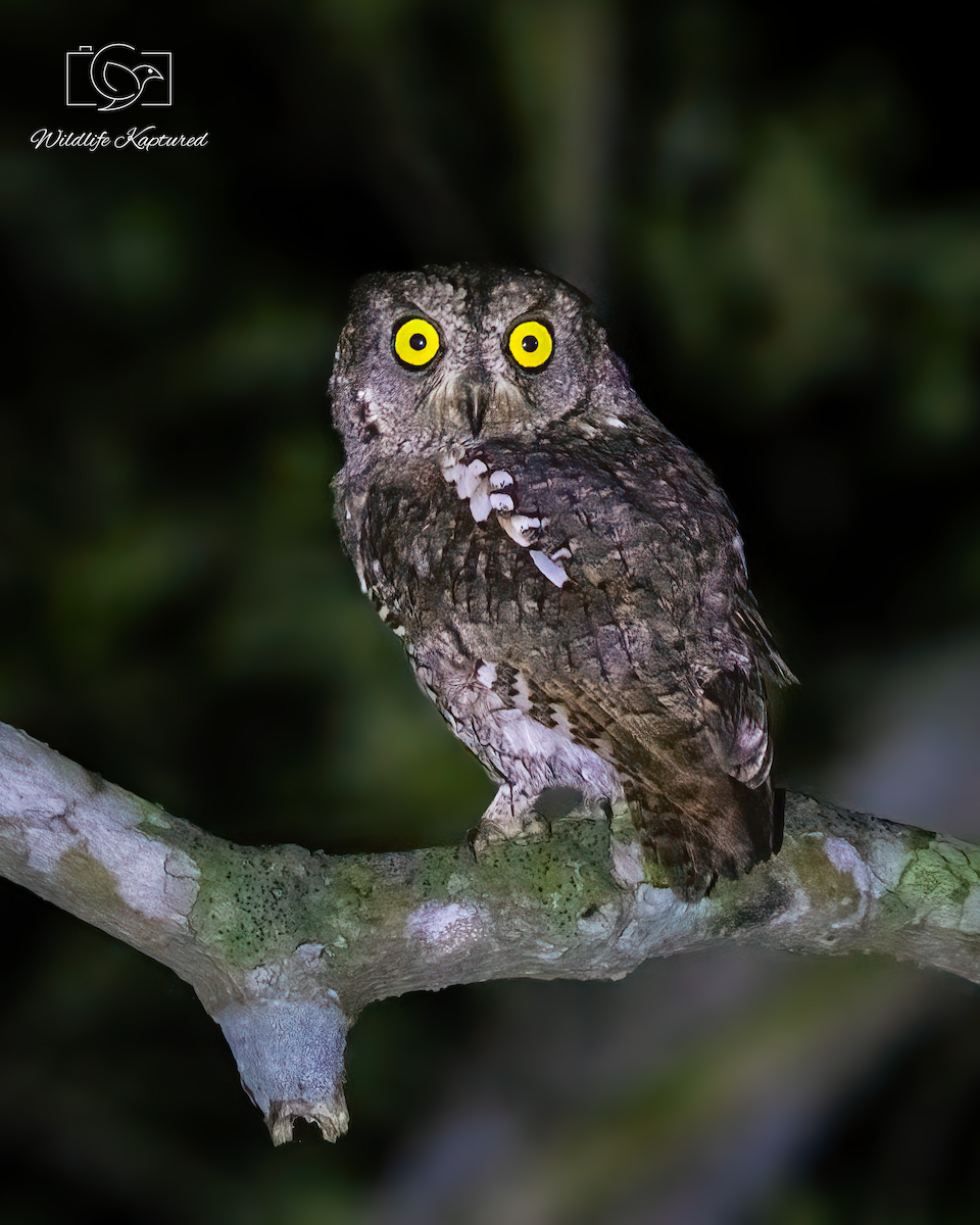 Orient-Zwergohreule - ML646102112