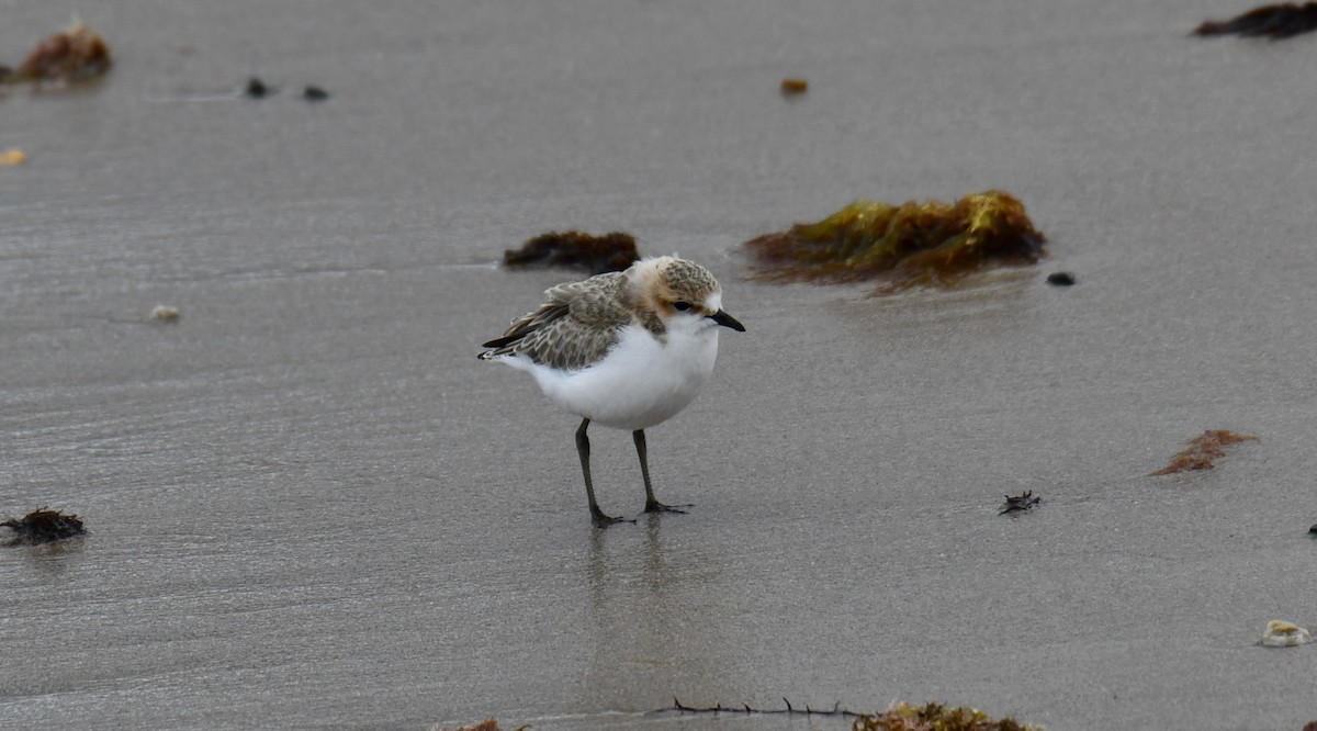Rotkopf-Regenpfeifer - ML646102113