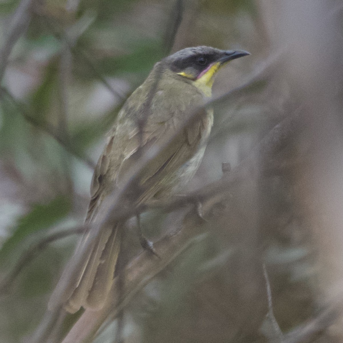 Purpurzügel-Honigfresser - ML646102114