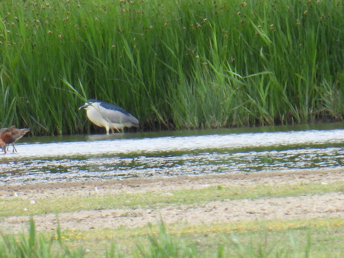 Nachtreiher - ML646102115