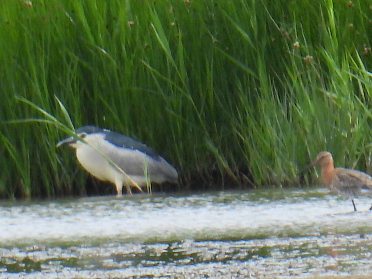 Nachtreiher - ML646102116